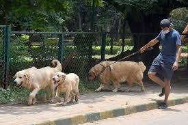 Cubbon Park Canines